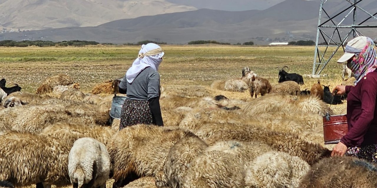 Yüksekova’da şap hastalığı kontrol altına alındı