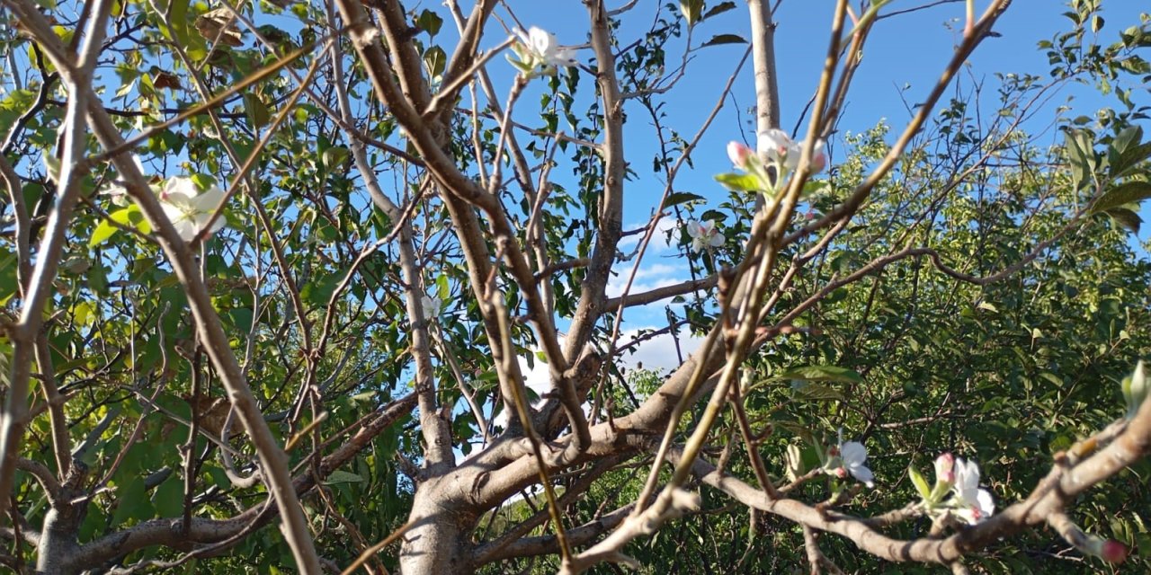 Elazığ’da elma ağacı çiçek açtı