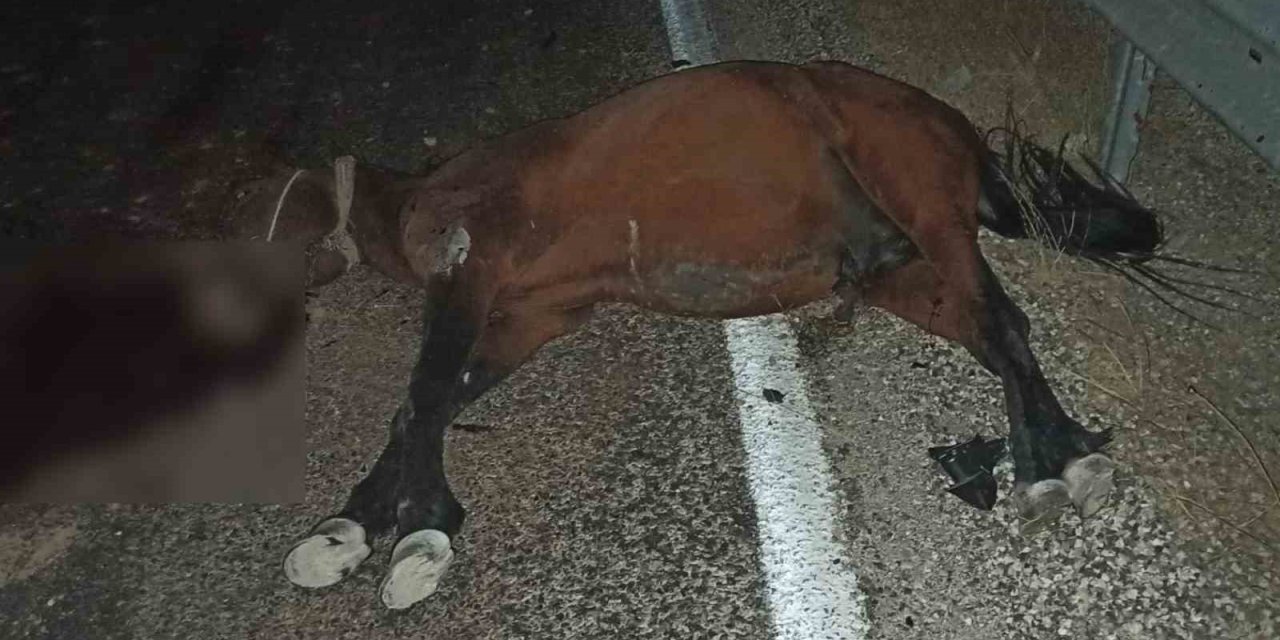 Adıyaman'da aracın çarptığı at telef oldu