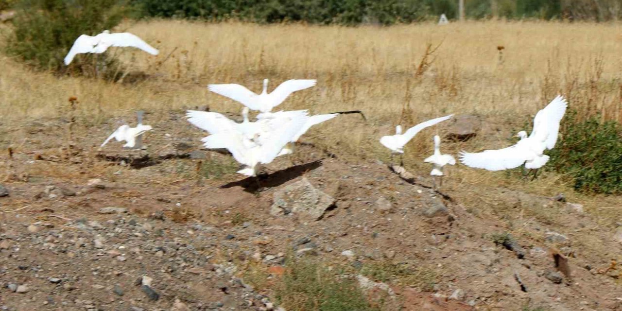 Erzincan’da kuşların göç hareketleri izleniyor