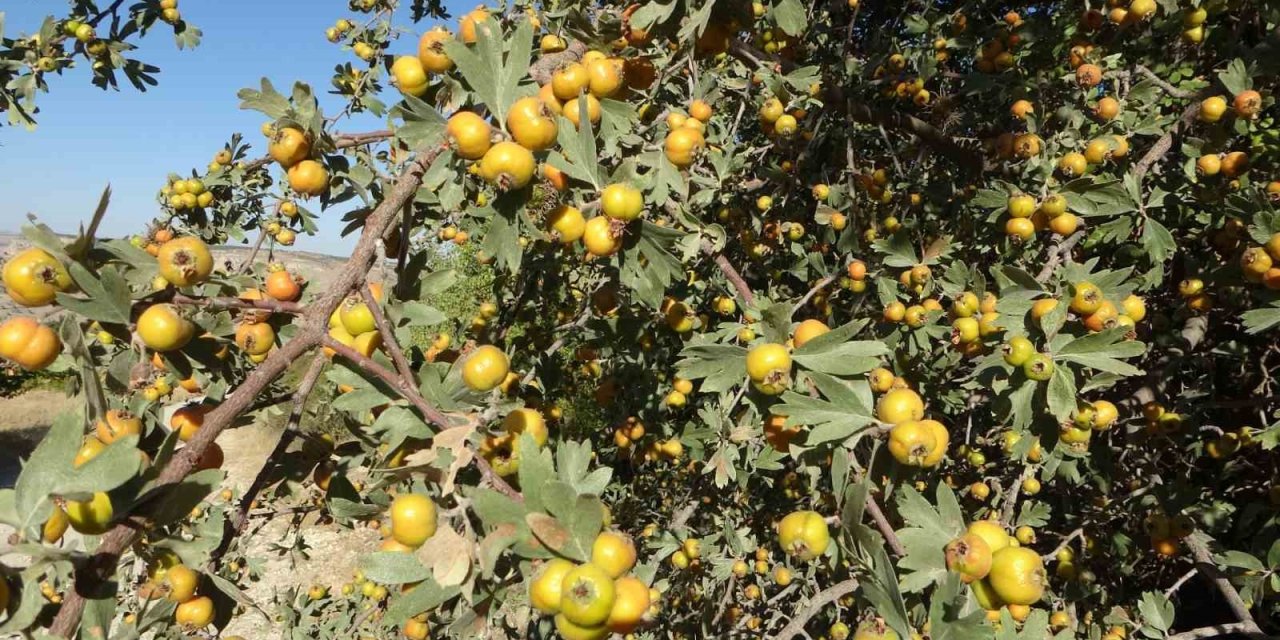 Malatya’da şifa deposu alıçta hasat zamanı başladı