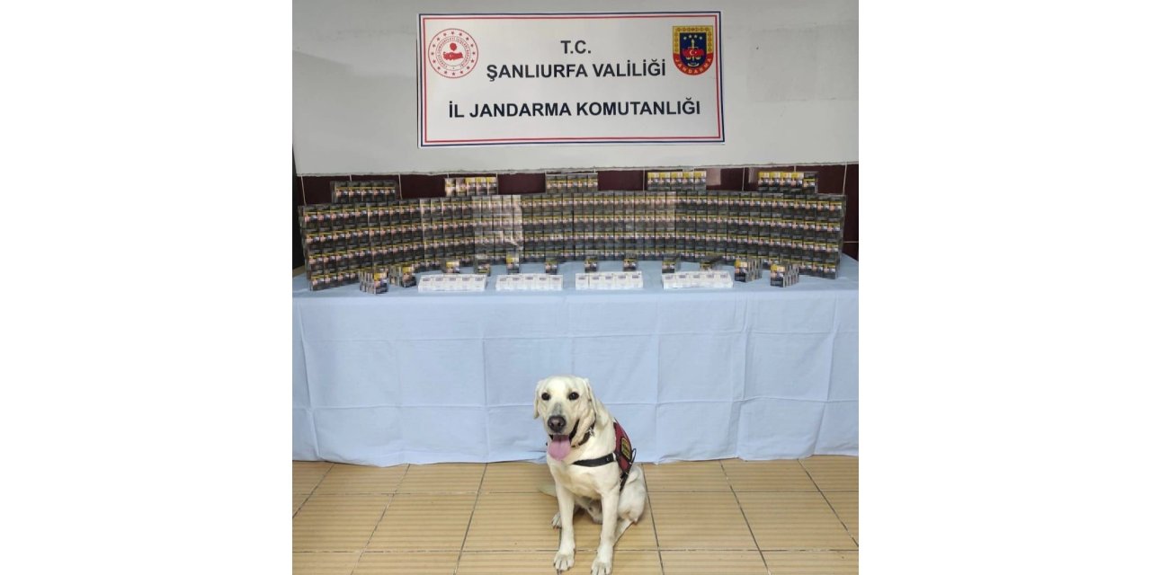 Jandarma bin 320 paket kaçak sigara yakalandı