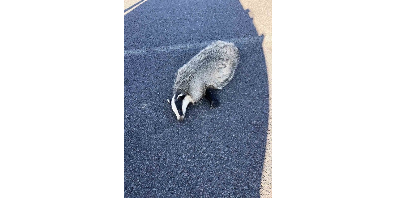 Kars'ta aracın çarptığı porsuk telef oldu