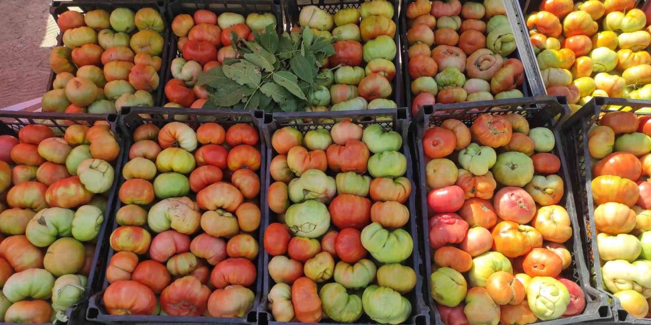 Sason’un yüksek yaylalarında domates üretimi