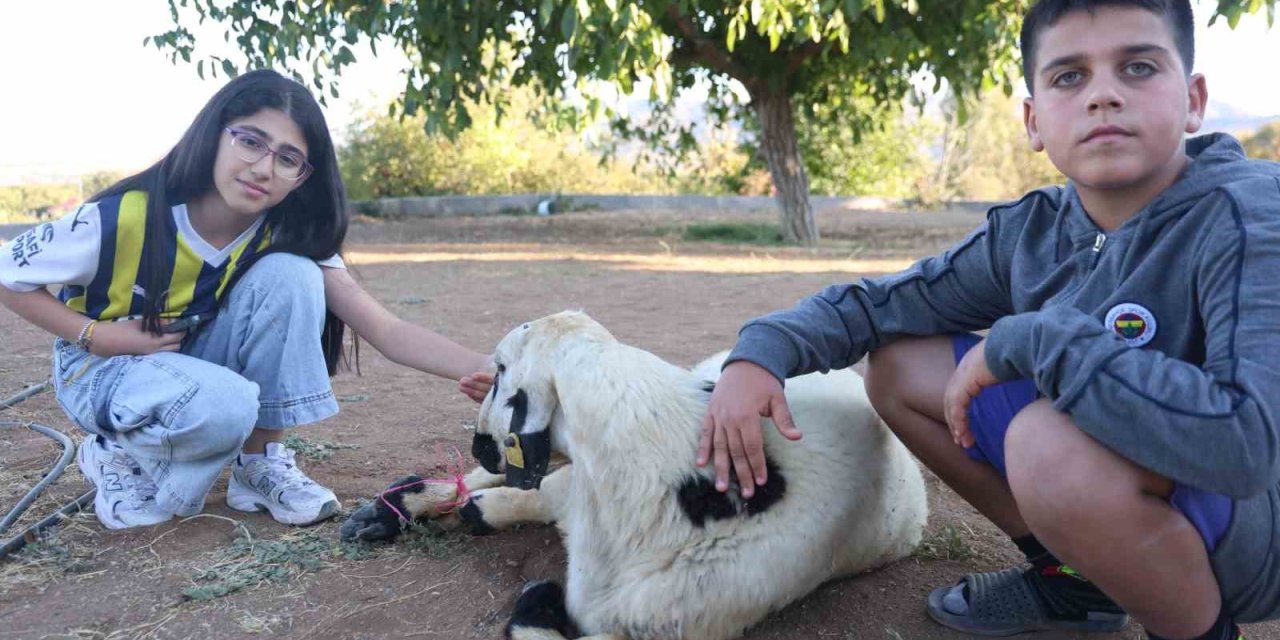 Fenerbahçe’nin makus tarihi değişsin diye, adadıkları hayvanı kestiler