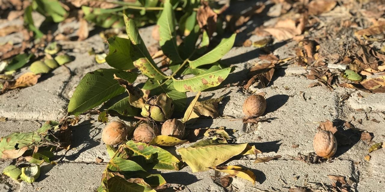 Erzincan’da köylülerin zorlu ceviz hasadı