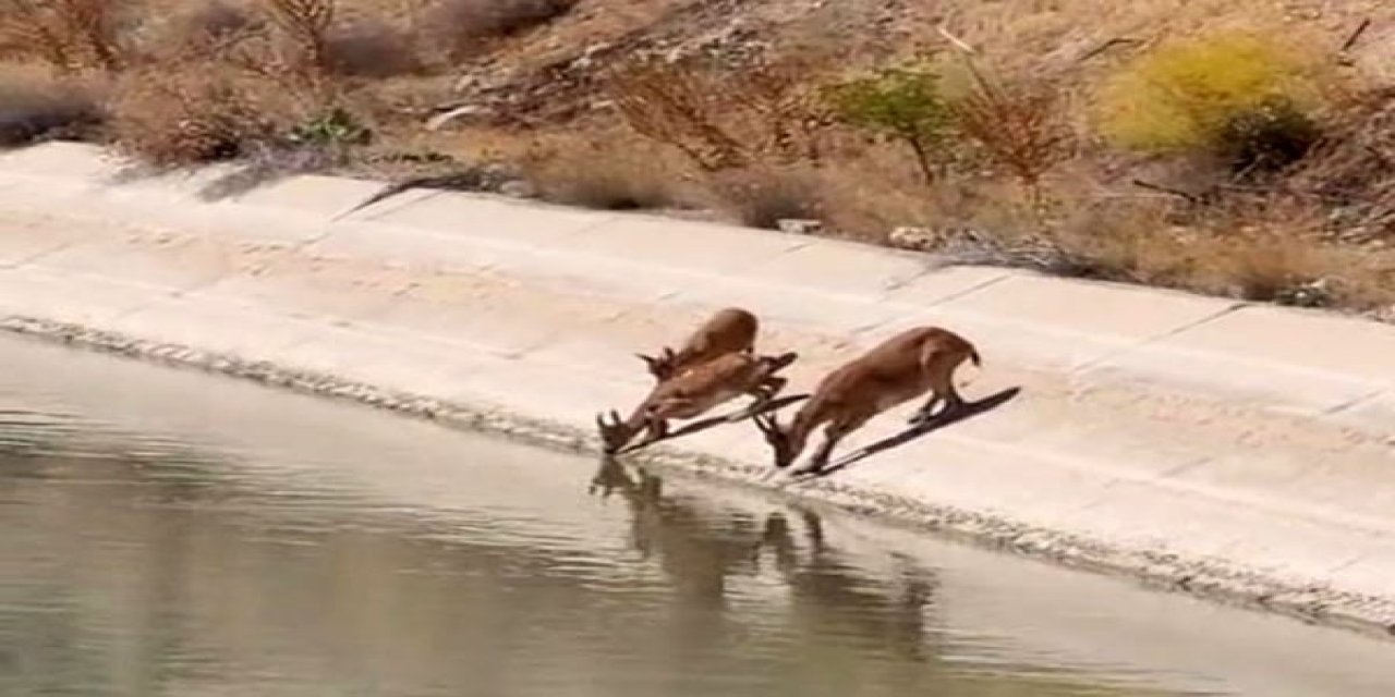 Yaban keçileri sulama kanalında su içerken görüldü