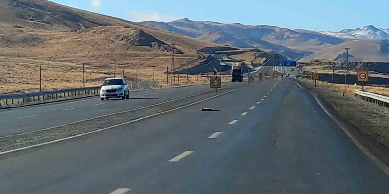 Van-Hakkari karayolunda 2 tilki, 1 kartal ve 1 tavşan telef oldu