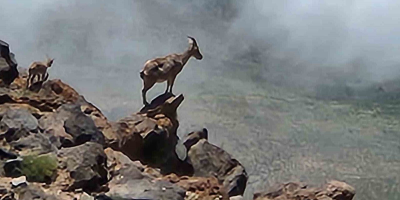 Ağrı Dağı’nda 4 bin rakımda dağ keçileri görüldü