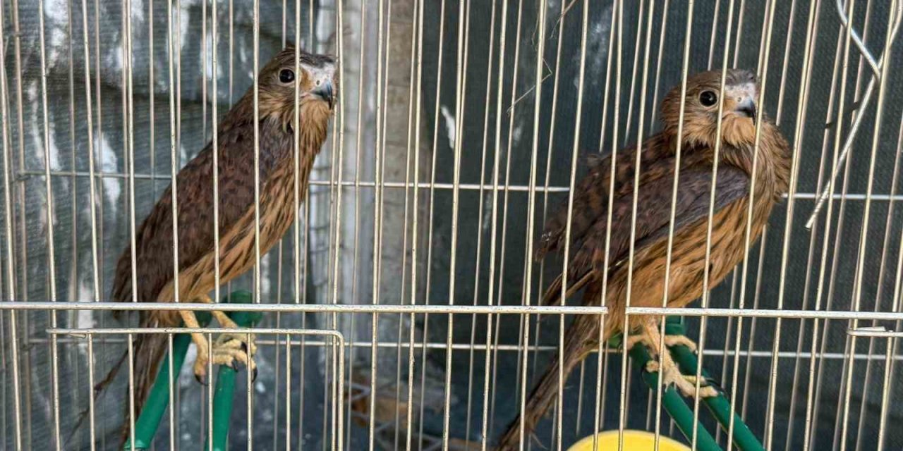 Şırnak’ta yaban hayvanları tedavi altında