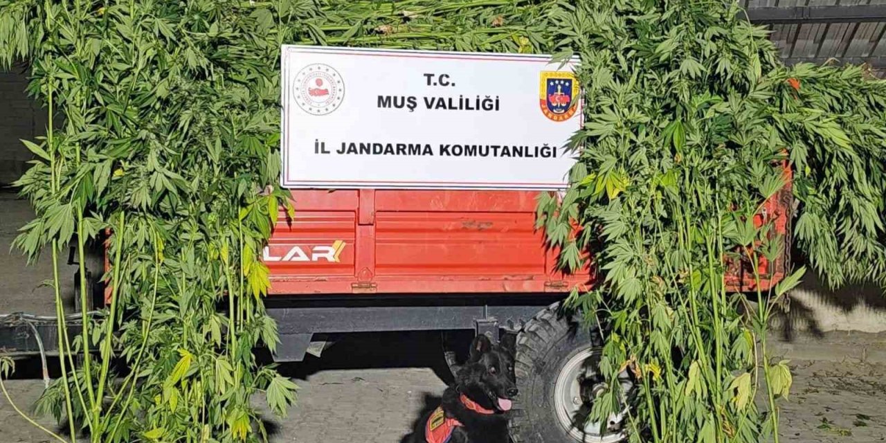 Muş’ta kenevir operasyonunda 2 gözaltı