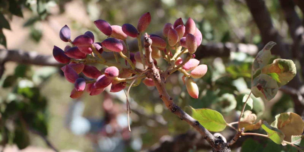 Adıyaman’da Antep Fıstık hasadı