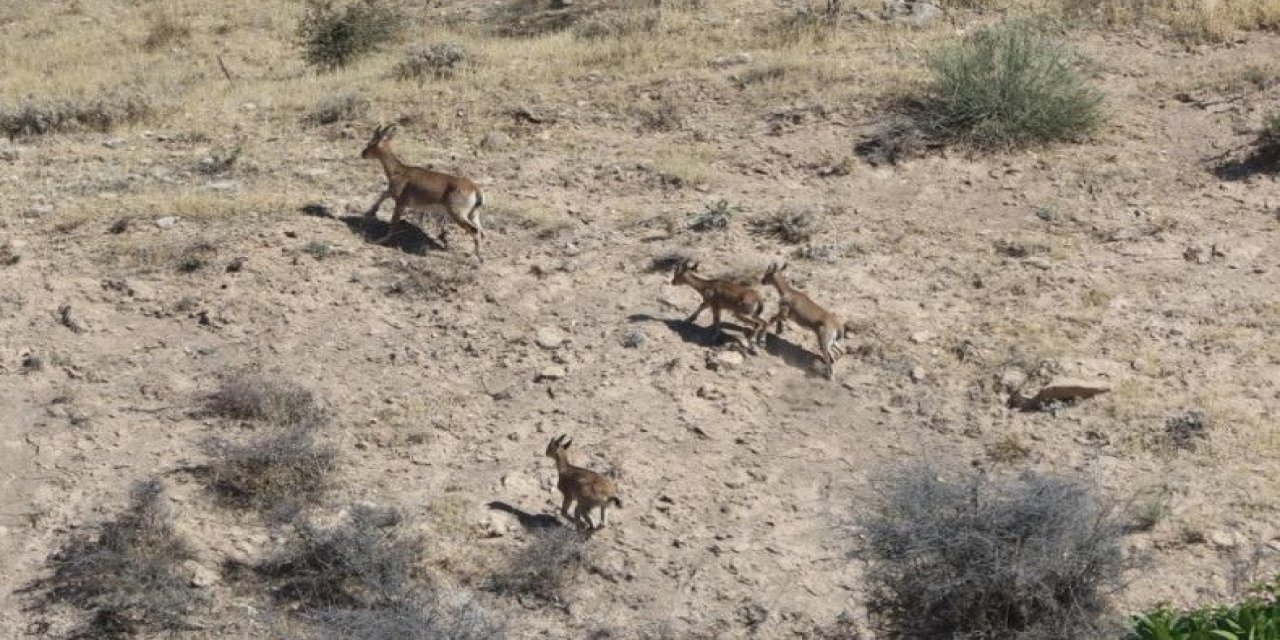 Adıyaman'da dağ keçileri yerleşim alanına kadar geldi