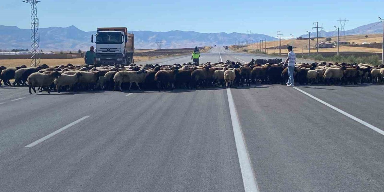 Muş-Bingöl yolunda ‘Güvenli Hayvan Geçişleri Projesi’ uygulandı