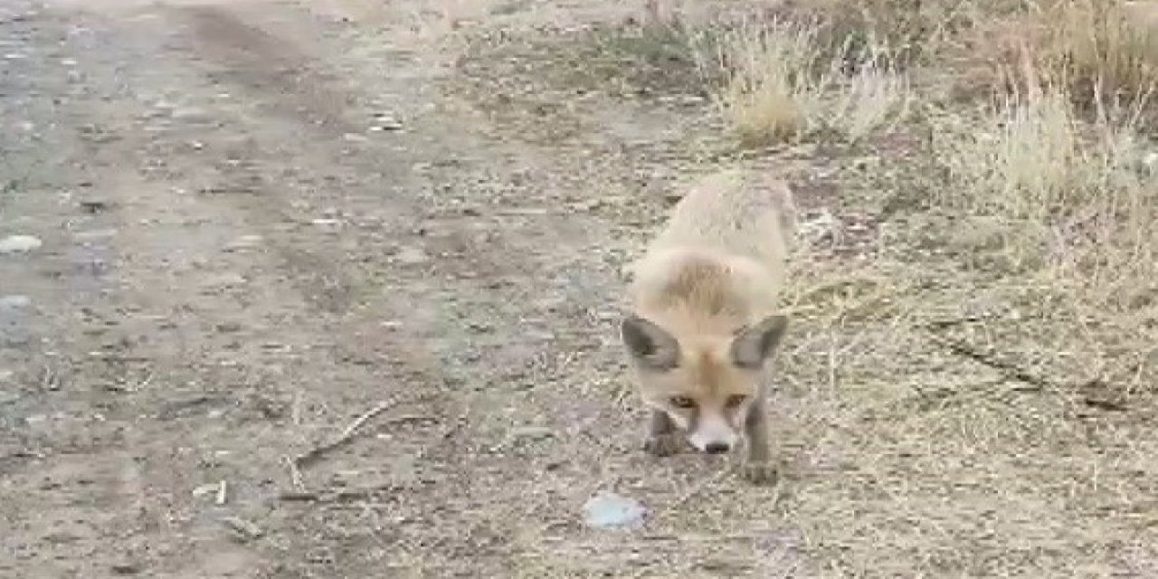 Karşısına çıkan tilkiyi çerezle besledi