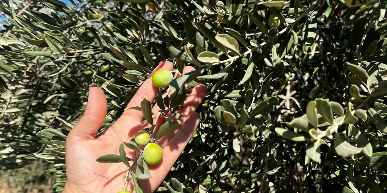 Şırnak’ta zeytin rekoltesi için veriler toplandı