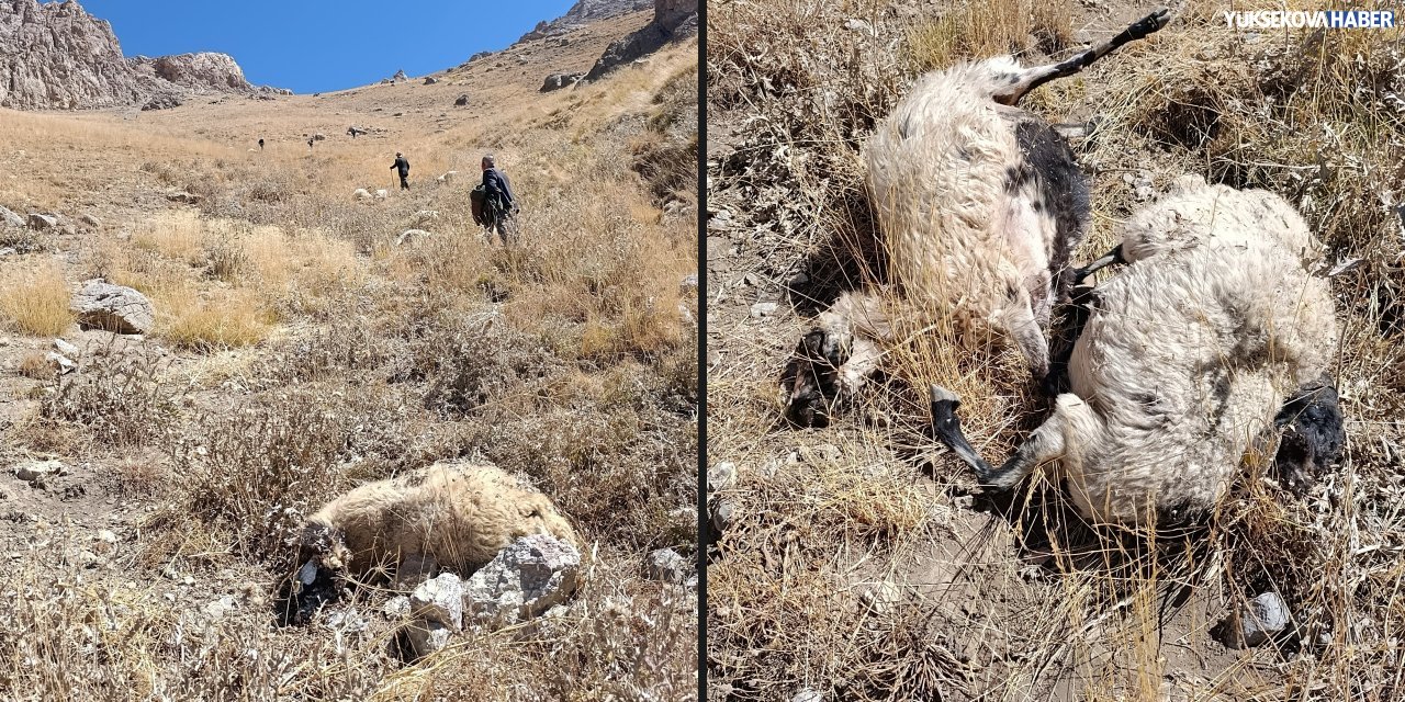 Başkale'de kurt saldırısı sonrası koyun sürüsü uçuruma yuvarlandı: 80 telef, 300 yaralı