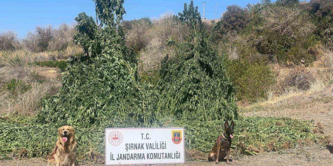 Cizre'de piyasa değeri 1,5 milyar lira olan uyuşturucu ele geçirildi: 5 gözaltı