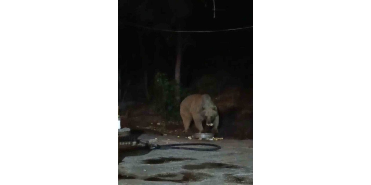 Şantiye alanına inen ayı karnını doyurdu... O anlar kamerada