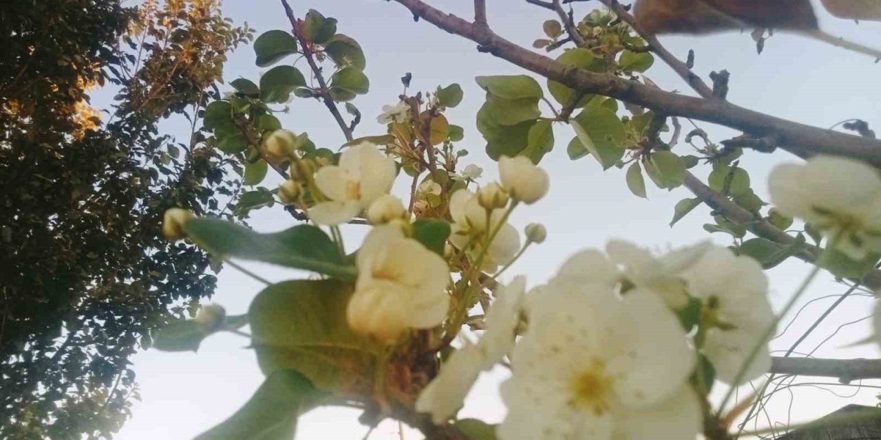 Tunceli’de armut ağacı çiçek açtı