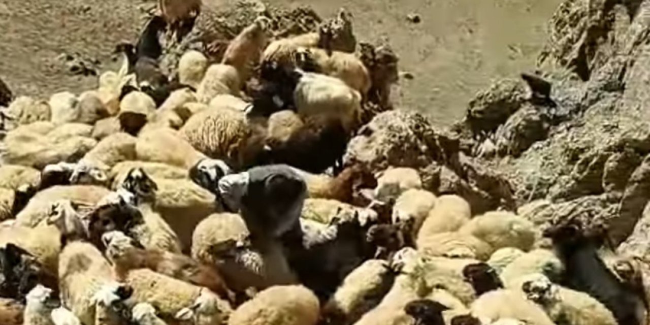 Van'da kurtların saldırdığı sürüde 70'ten fazla koyun telef oldu