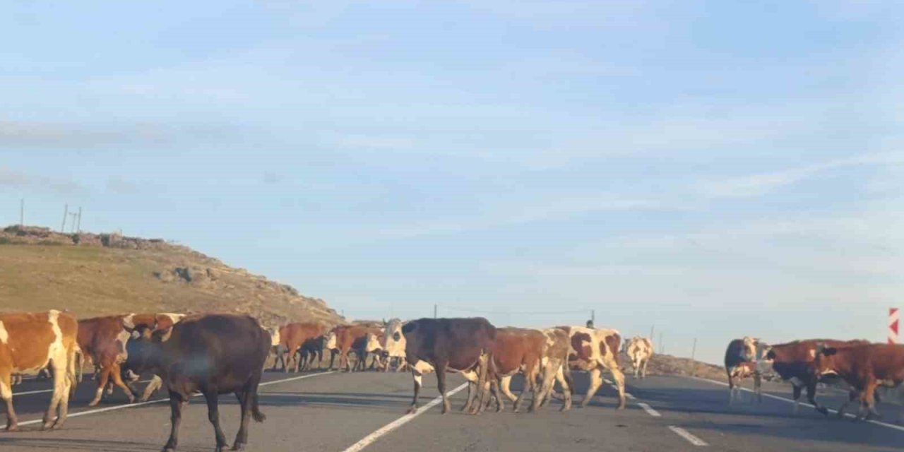 Karayoluna çıkan büyükbaş hayvanlar trafiği aksattı