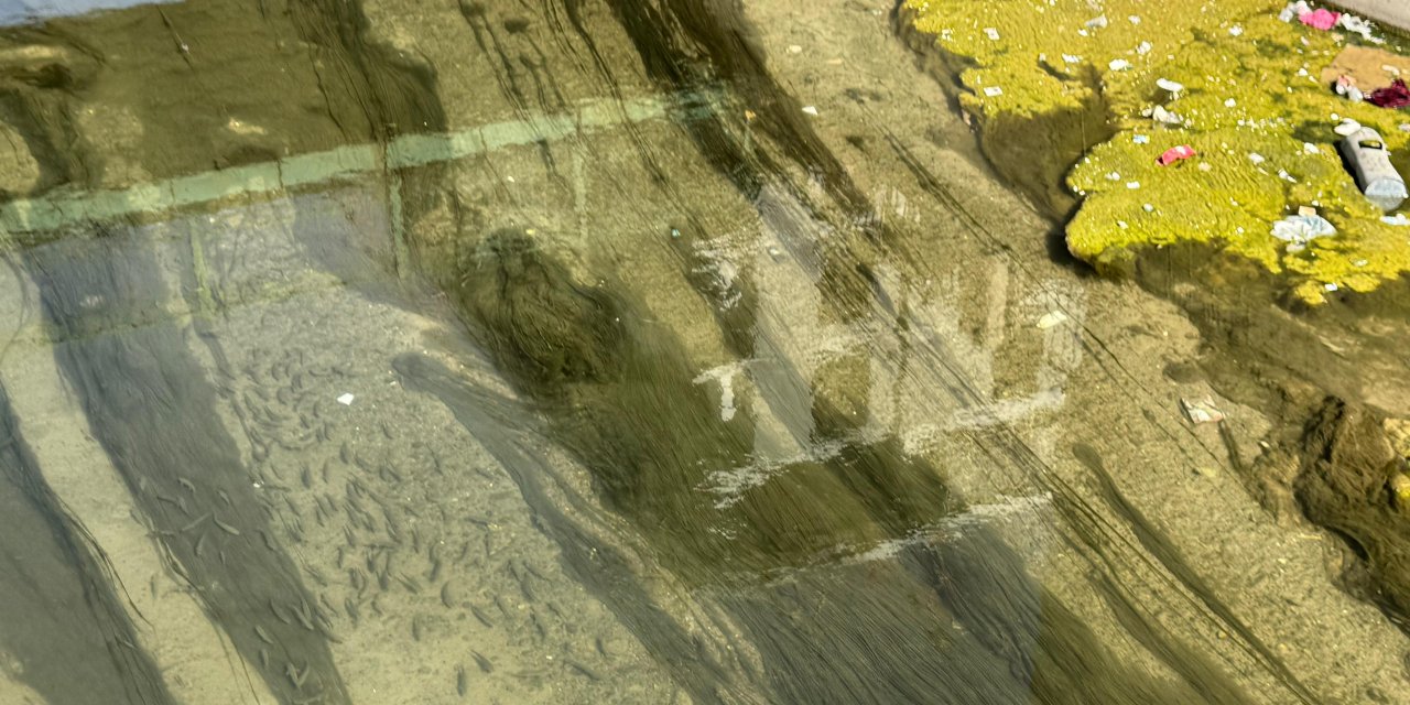 Yüksekova’da dere kirliliği balıkları etkiliyor