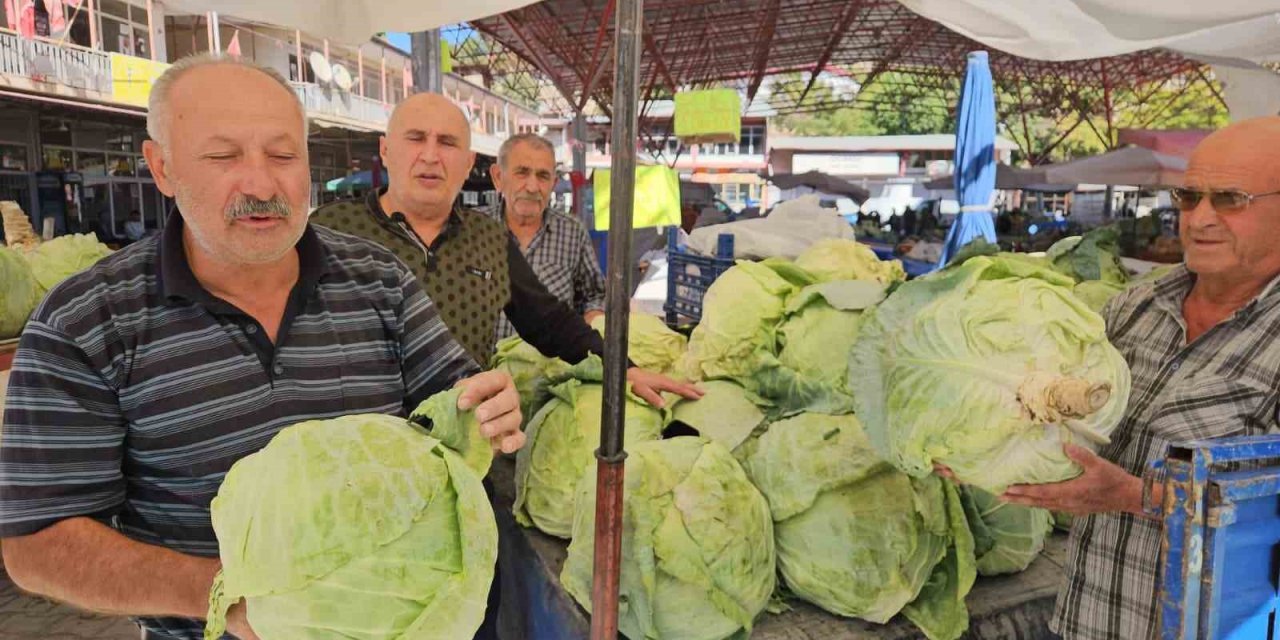Malatya’da Gökyar lahanasında hasat zamanı başladı