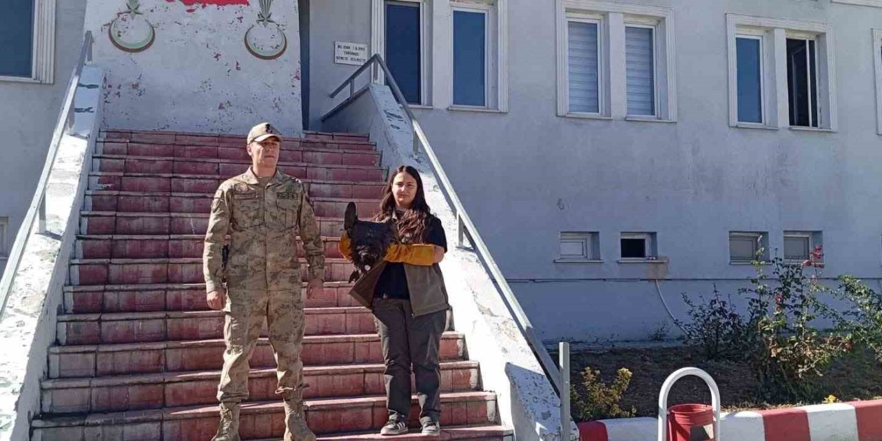 Bitlis'te yaralı kara akbaba yetkililere teslim edildi