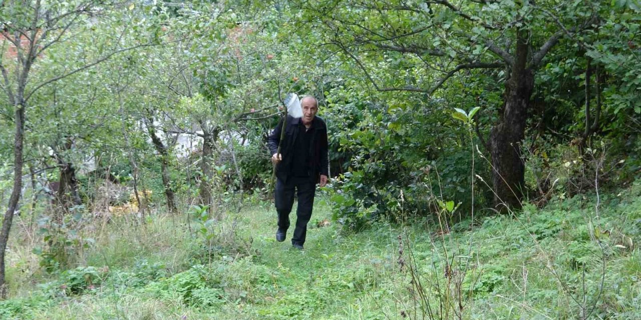 Coğrafi işaretli elmada hasat zamanı