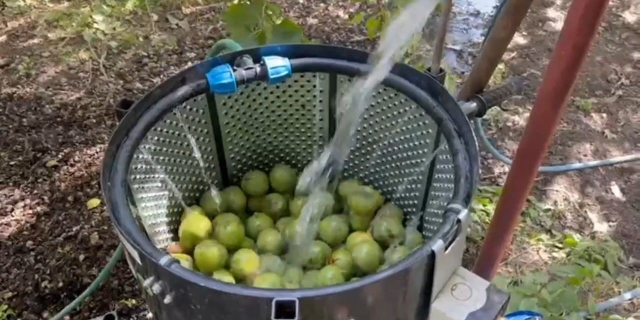 Dünyaca ünlü tescilli Adilcevaz cevizi hasadı