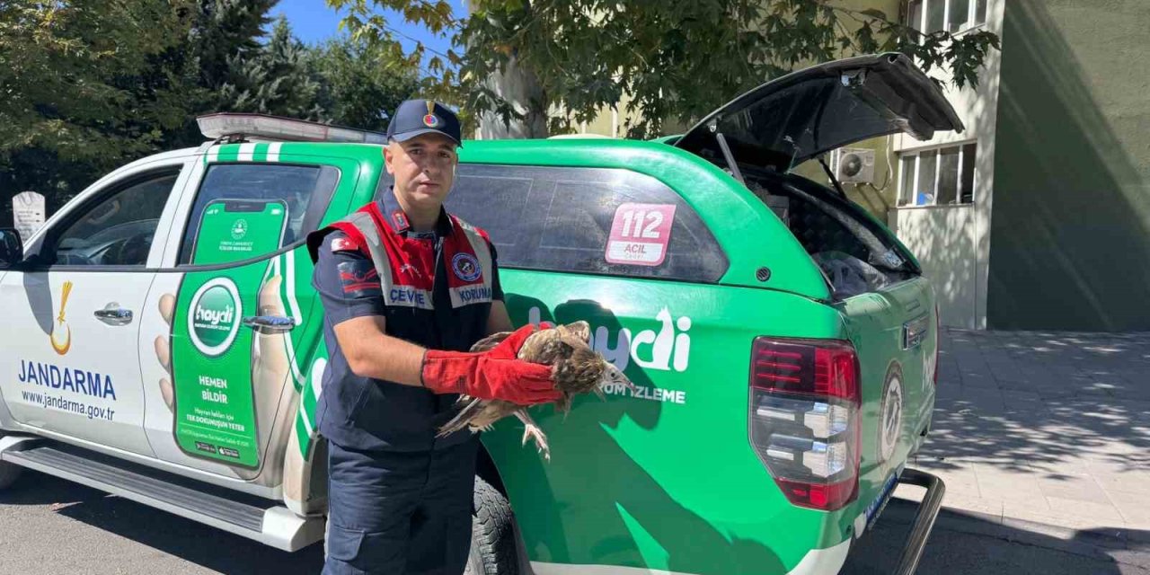 Elazığ’da bulunan akbaba yavrusu koruma altına alındı