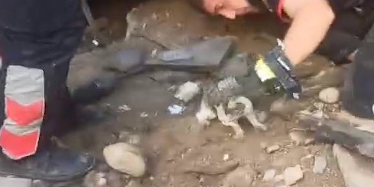 Cizre'de merdiven boşluğuna sıkışan yavru kediyi itfaiye ekipleri kurtardı