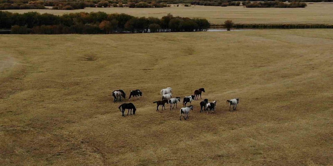 Ardahan’da yılkı atları dron ile görüntülendi