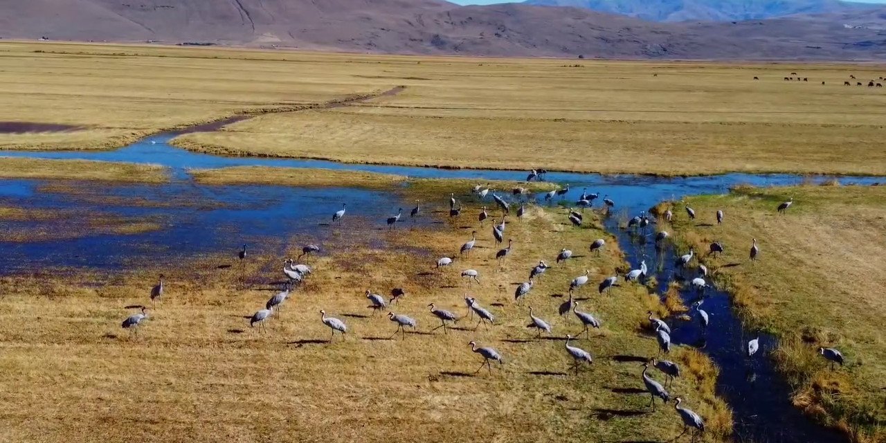 Göç eden turnalar Erzurum’da görüldü
