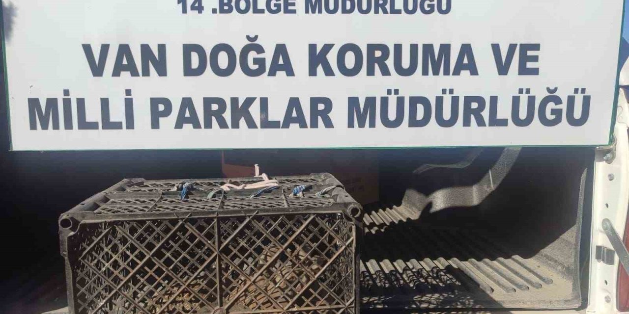 Van’da kafes avcılığı yapan kişiye 53 bin lira cezai işlem uygulanacak