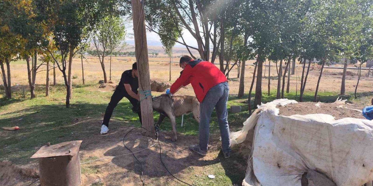 Ağrı'da köpeklere mikroçip ve kuduz aşısı uygulaması