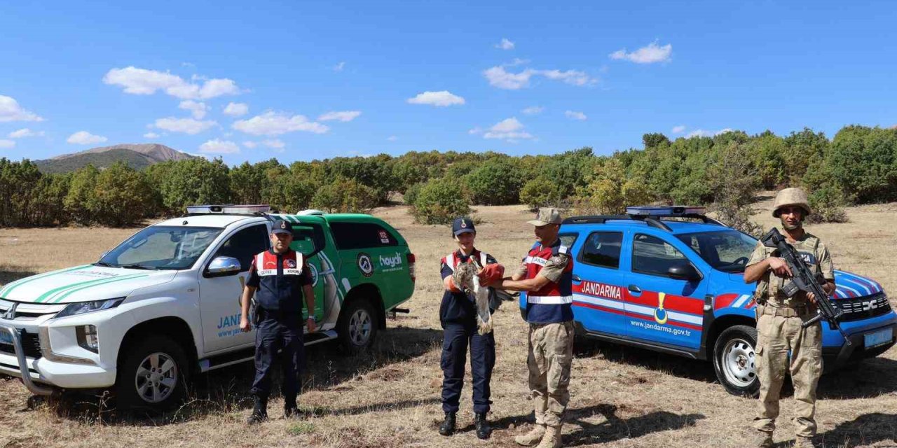 Bingöl’de yaralı kartal tedavi altına alındı