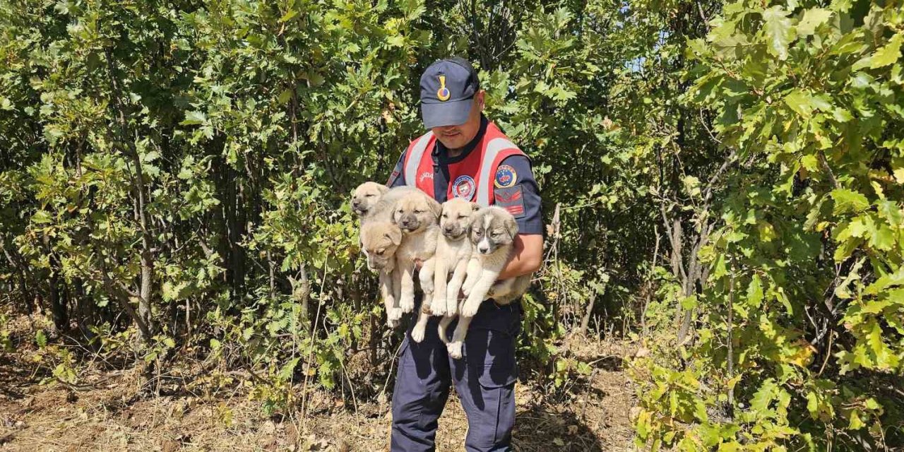 Muş’ta terk edilen yavru köpekler kurtarıldı