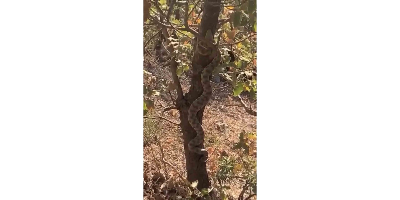 Mardin’de engerek yılanı ağaca tırmanırken görüldü