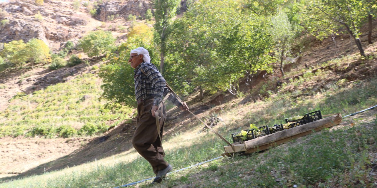 80 yaşında, her yıl tonlarca üzümü kızakla köyüne taşıyor