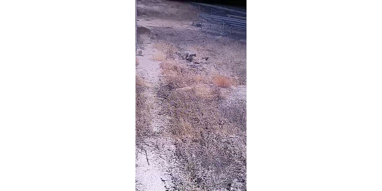 Şanlıurfa’da nesli tükenme tehlikesi altındaki çizgili sırtlan görüldü