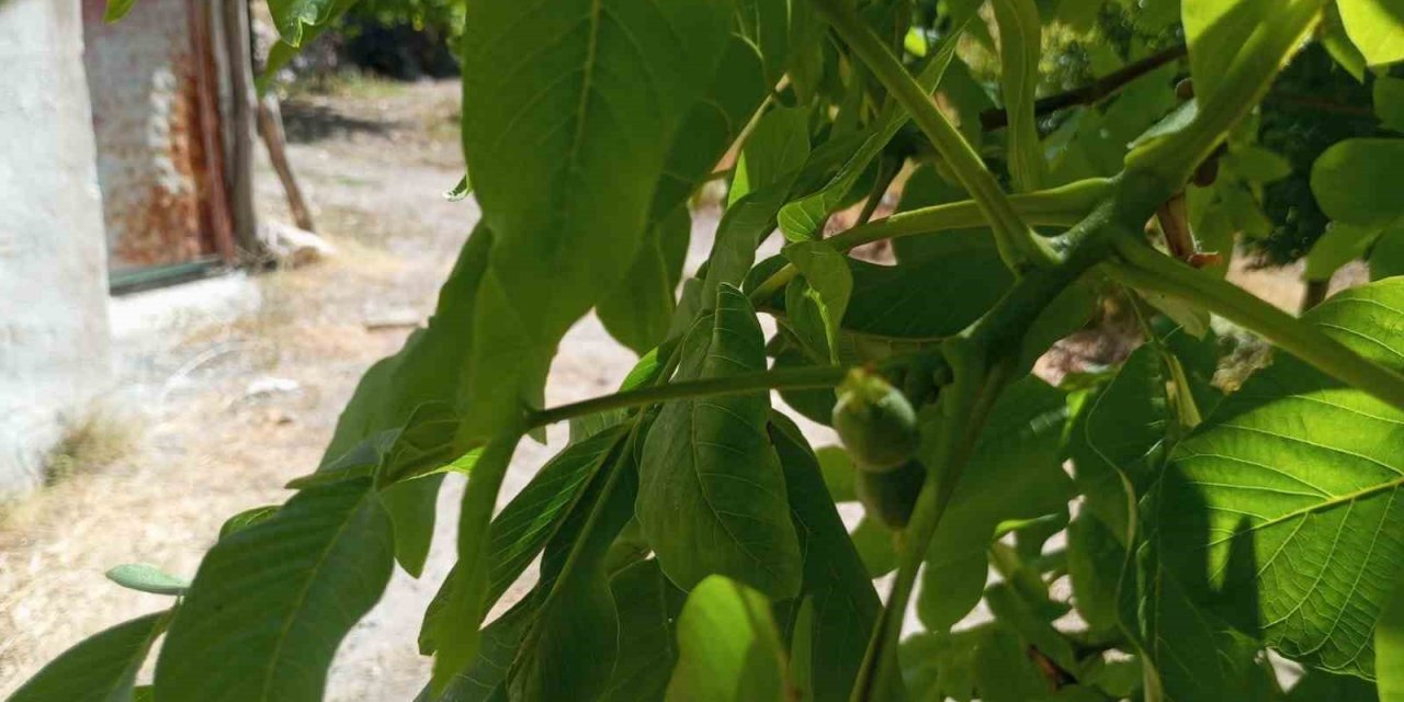 Malatya’da mevsim dışında meyve veren ceviz ağaçları şaşırttı