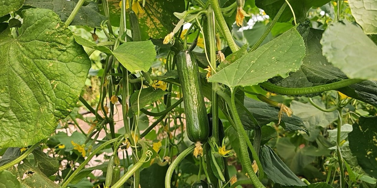 10 bin metrekarelik alana salatalık serası kurdu