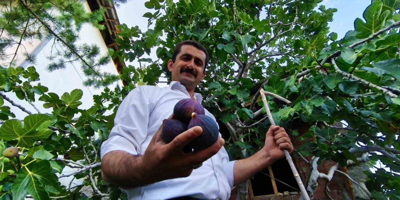 Bursa karası incirini Erzurum’da yetiştirdi