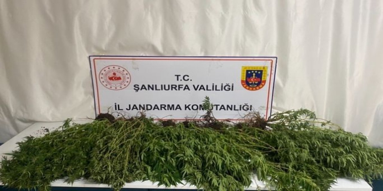 Şanlıurfa’da silah, uyuşturucu ve 196 kök kenevir bitkisi yakalandı