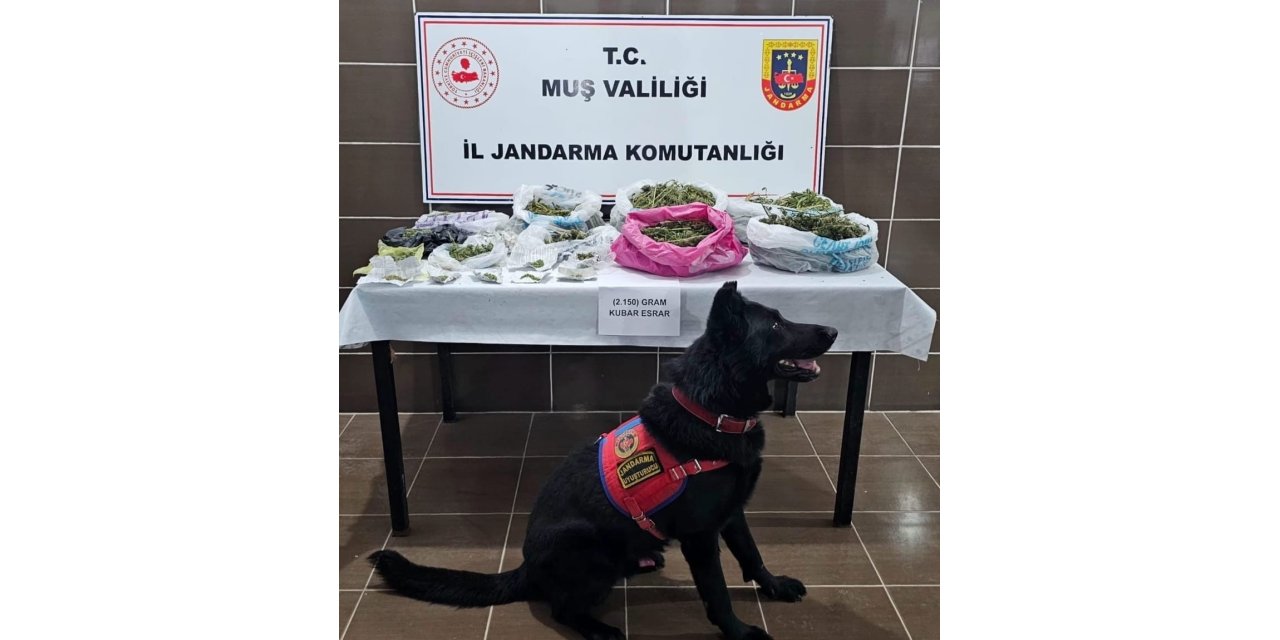 Malazgirt'te uyuşturucu operasyonu: 1 gözaltı