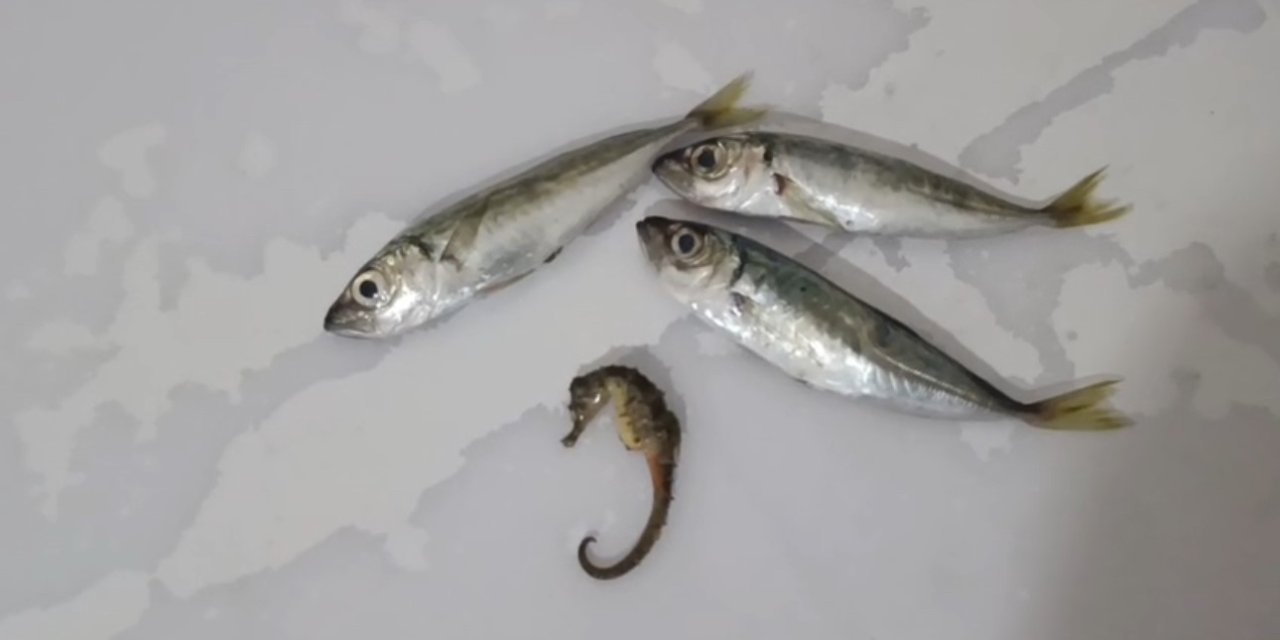 Yüksekova’da balıkların arasından denizatı çıktı