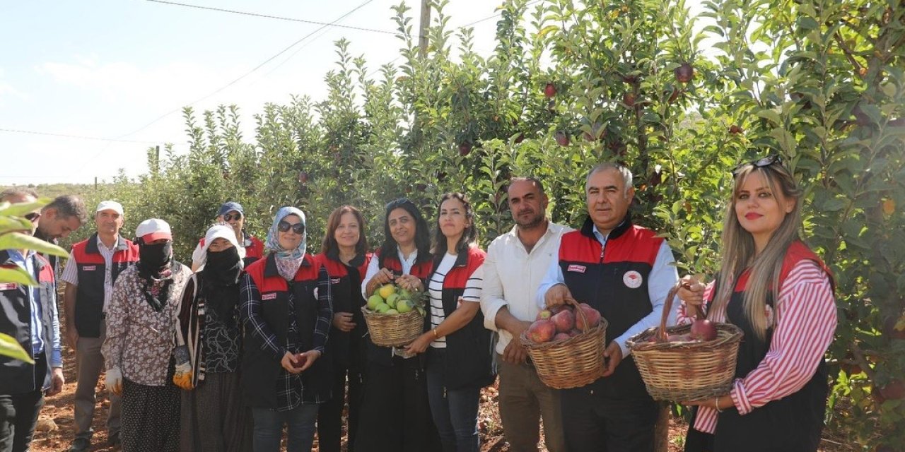 Elazığ’da elma hasadı başladı