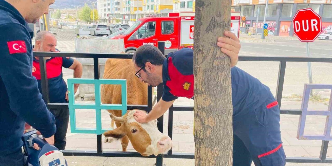 Demir korkuluklara sıkışan inek kurtarıldı